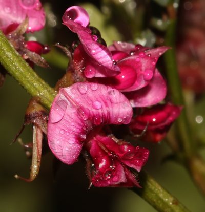 Indigofera intermedia, photographed by Brian du Preez