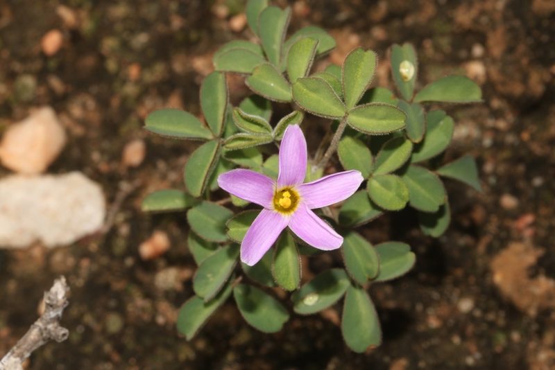 Oxalis aridicola, photographed by Brian du Preez