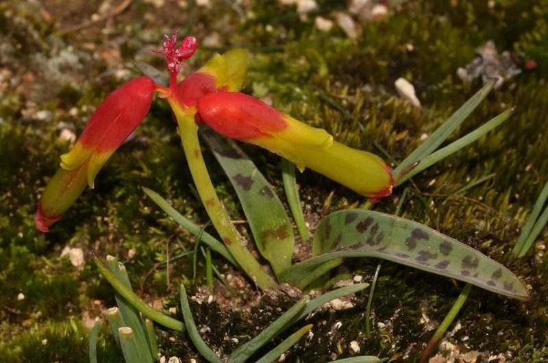 Lachenalia aloides, photographed by Brian du Preez