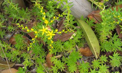 Sedum mexicanum, photographed by Dorte Stokholm
