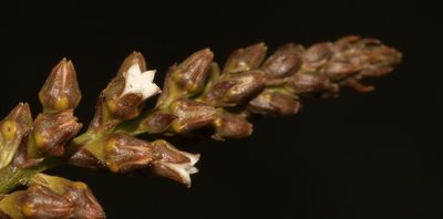 Thesium funale, photographed by Brian du Preez