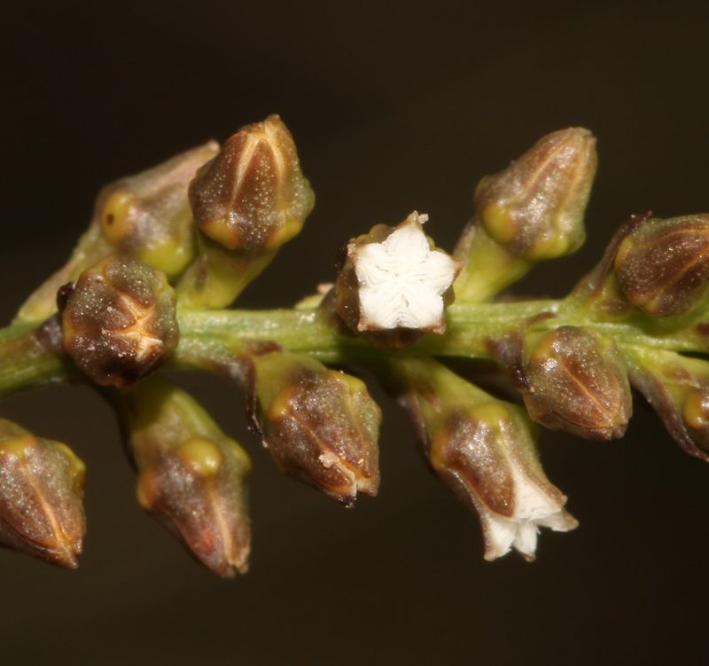 Thesium funale, photographed by Brian du Preez