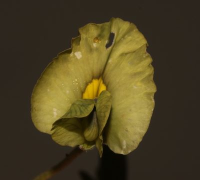 Lotononis prostrata, photographed by Brian du Preez