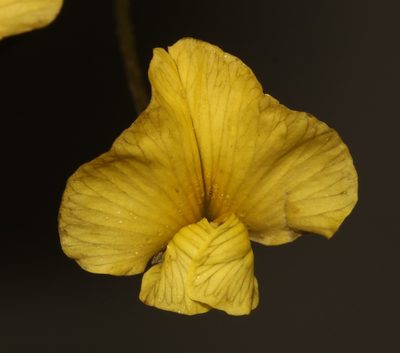 Lotononis prostrata, photographed by Brian du Preez