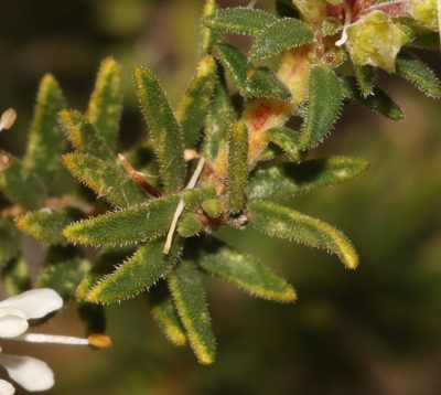 Agathosma hispida, photographed by Brian du Preez