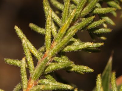 Agathosma hispida, photographed by Brian du Preez