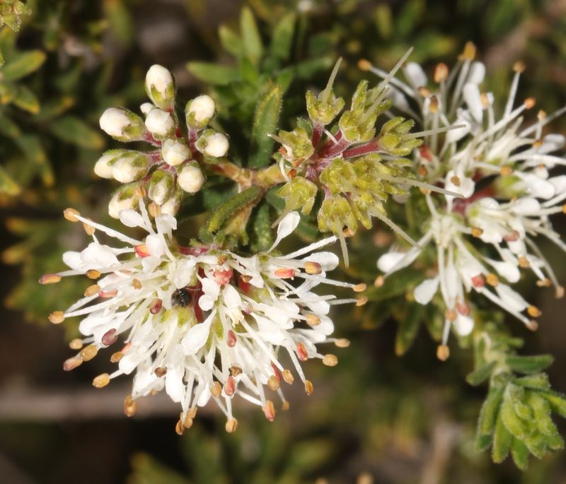 Agathosma hispida, photographed by Brian du Preez