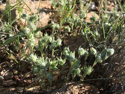 Stylocline micropoides, photographed by Cecelia Alexander