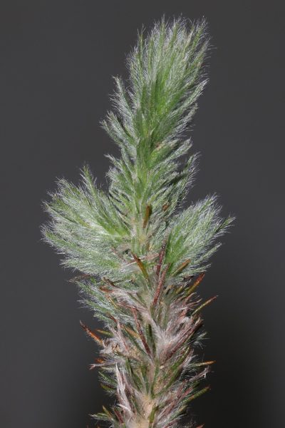 Aspalathus muraltioides, photographed by Brian du Preez
