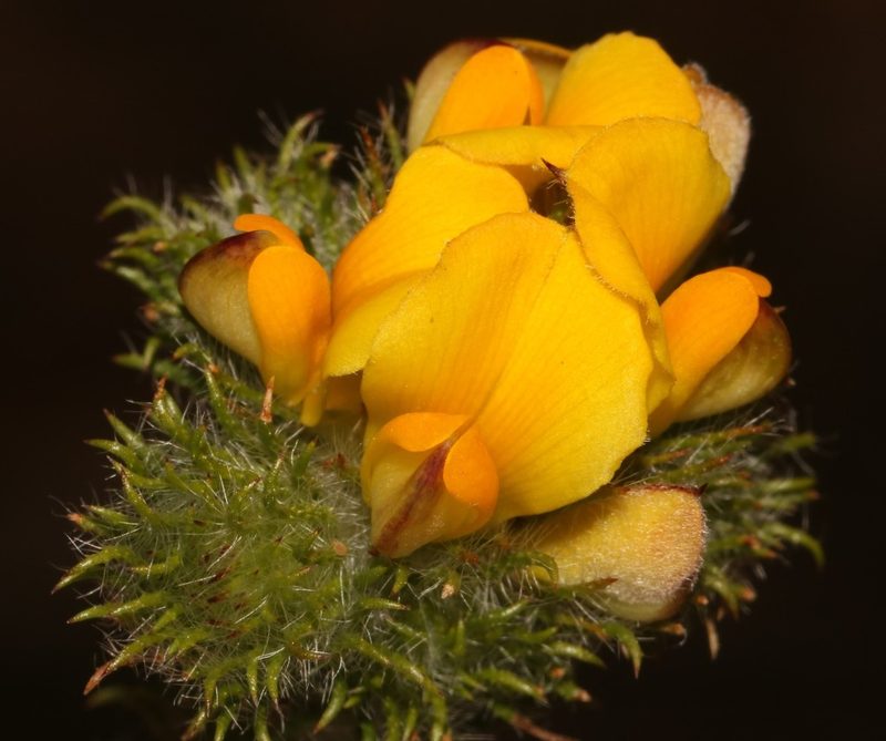 Aspalathus rubiginosa, photographed by Brian du Preez