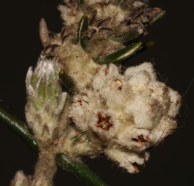 Phylica thunbergiana, photographed by Brian du Preez