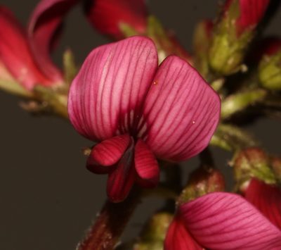Lessertia capensis, photographed by Brian du Preez