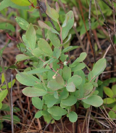 Gaylussacia nana, photographed by Lauren McLaurin