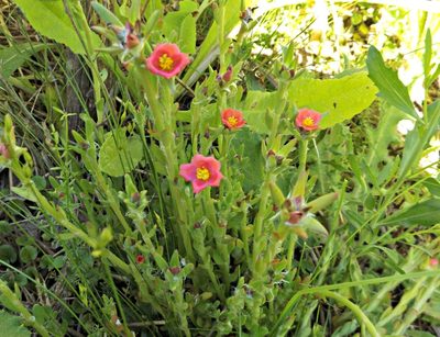 Portulaca cryptopetala, photographed by demianlescano