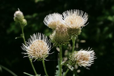 Cirsium remotifolium, photographed by Ed Alverson