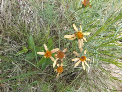 Senecio pinnatus, photographed by demianlescano