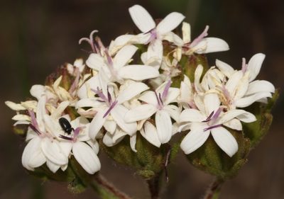 Corymbium villosum, photographed by Brian du Preez