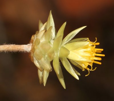 Syncarpha staehelina, photographed by Brian du Preez