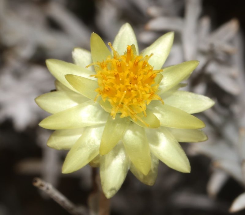 Syncarpha staehelina, photographed by Brian du Preez