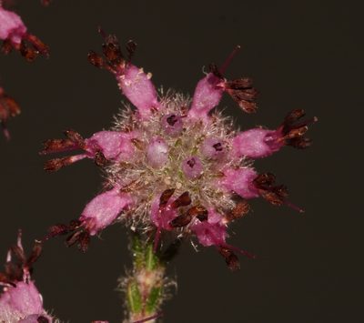Erica eriocephala, photographed by Brian du Preez