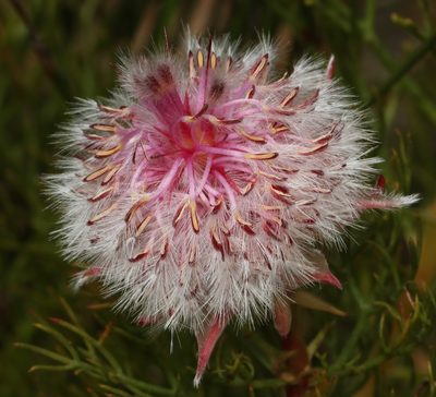 Serruria rosea, photographed by Brian du Preez