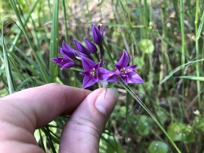 Allium peninsulare, photographed by Rachel Allingham