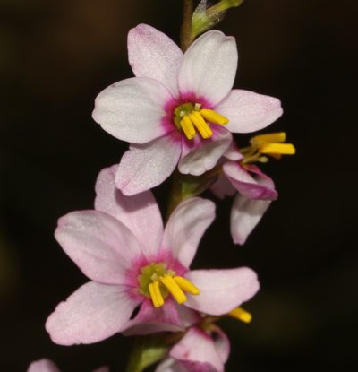 Ixia scillaris, photographed by Brian du Preez