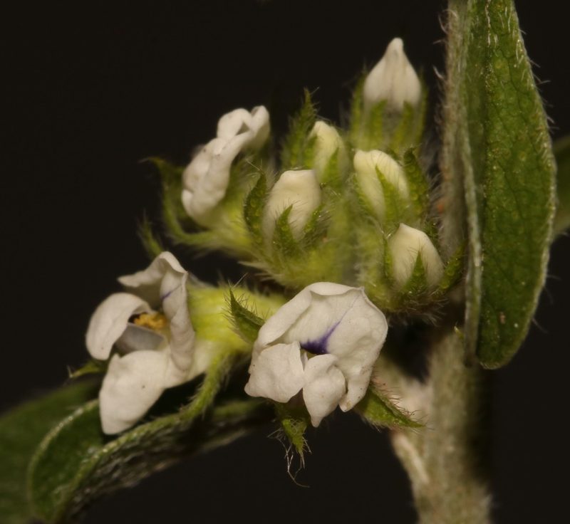 Psoralea spissa, photographed by Brian du Preez