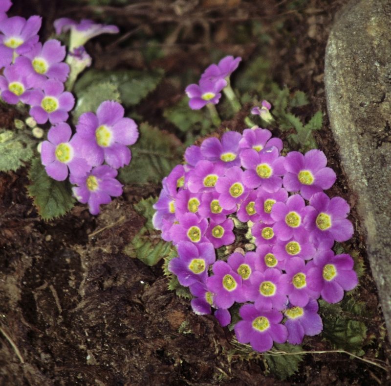 Primula gracilipes, photographed by desertnaturalist