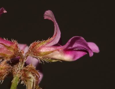 Indigofera gracilis, photographed by Brian du Preez