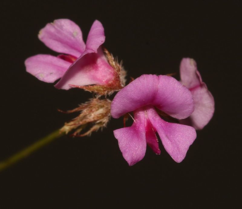 Indigofera gracilis, photographed by Brian du Preez