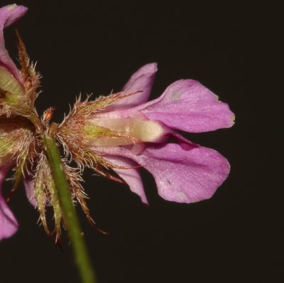 Indigofera gracilis, photographed by Brian du Preez