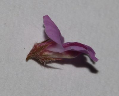 Indigofera gracilis, photographed by Brian du Preez
