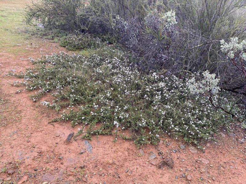 Ceanothus roderickii, photographed by Matt Berger