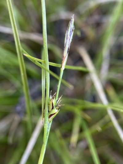 Carex xerophila, photographed by Matt Berger
