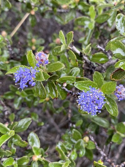 Ceanothus lemmonii, photographed by Matt Berger
