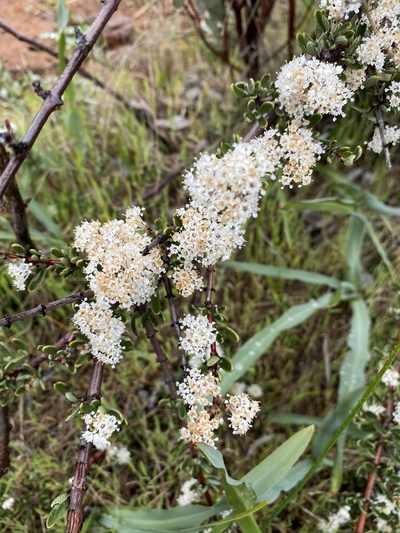 Ceanothus roderickii, photographed by Matt Berger