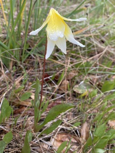 Erythronium multiscapideum, photographed by Matt Berger