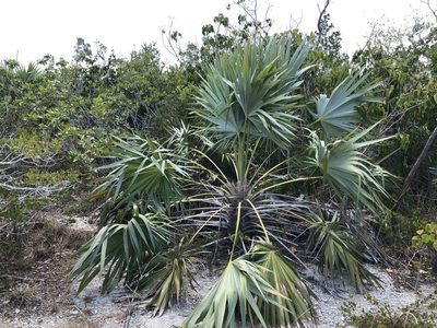 Leucothrinax morrisii, photographed by Paul