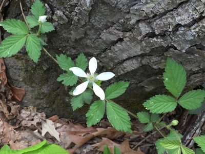 Rubus serratus, photographed by Ken Kneidel