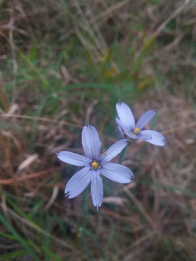 Sisyrinchium nashii, photographed by Will McFarland
