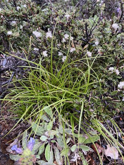 Carex xerophila, photographed by Matt Berger