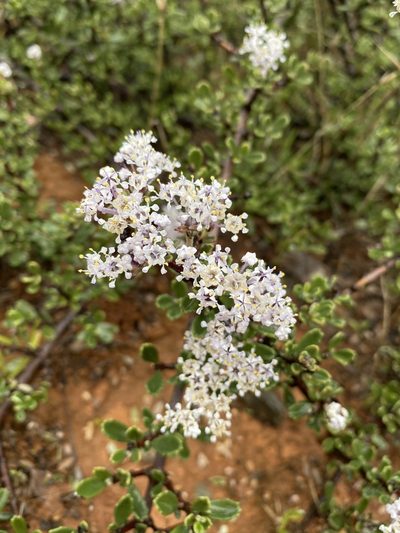 Ceanothus roderickii, photographed by Matt Berger