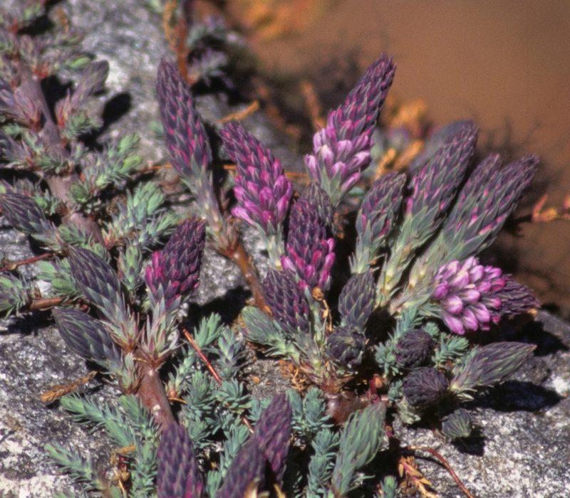Myricaria rosea, photographed by desertnaturalist