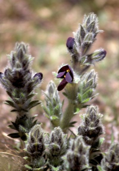 Thermopsis barbata, photographed by desertnaturalist