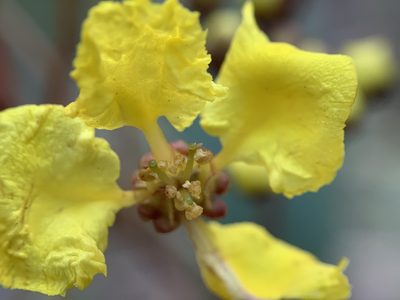 Stigmaphyllon sagraeanum, photographed by mark-groeneveld