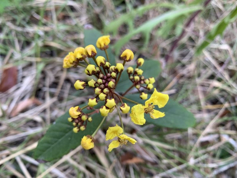 Stigmaphyllon sagraeanum, photographed by mark-groeneveld