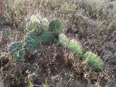 Opuntia tortispina, photographed by Cecelia Alexander