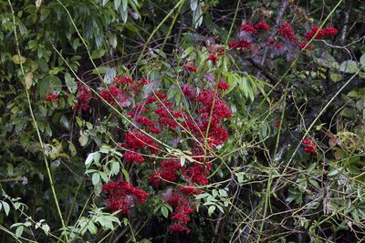 Viburnum betulifolium, photographed by Kristof Zyskowski