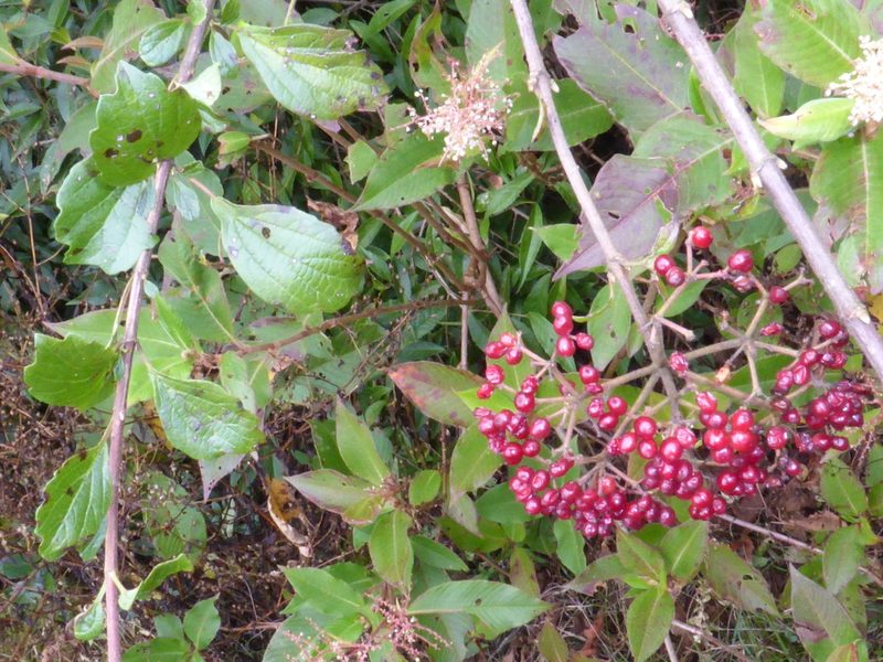 Viburnum foetidum, photographed by Kristof Zyskowski